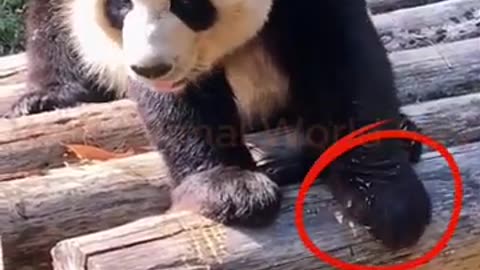 Funny Animals Video