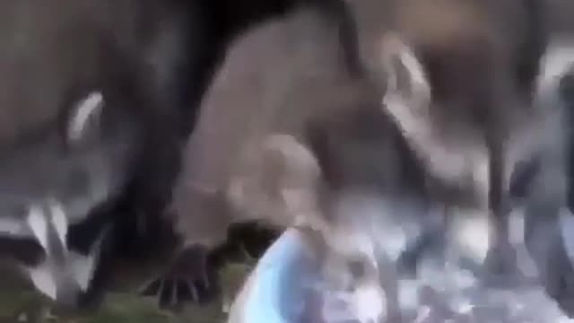 Animals when they eating is funn (Cute Video)