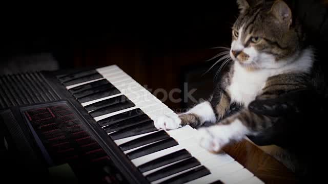 Funny Cat Plays a Keyboard, Organ or Piano