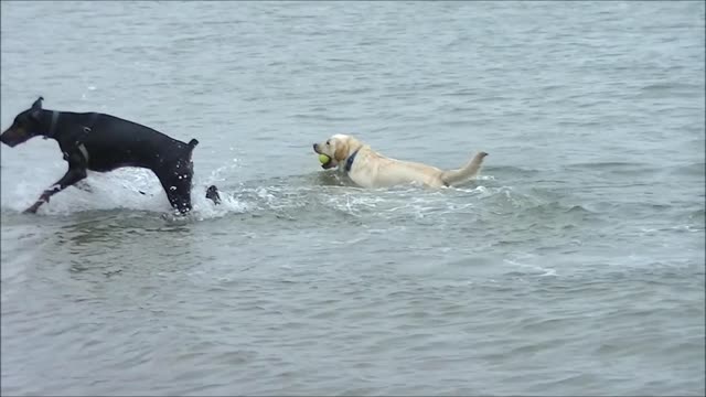 Doberman learns to swim