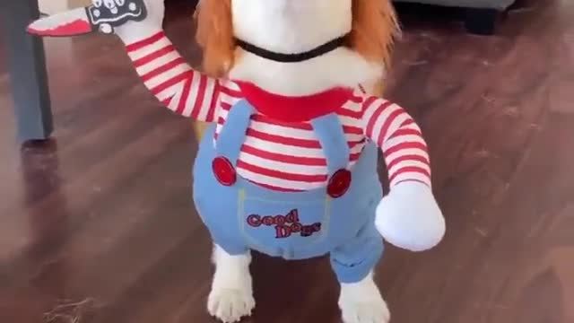 MOST SCARY DOG EVER!🤣