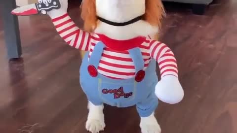 MOST SCARY DOG EVER!🤣