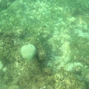 Snorkeling Adventure: Witnessing New Corals Bloom on the Reef