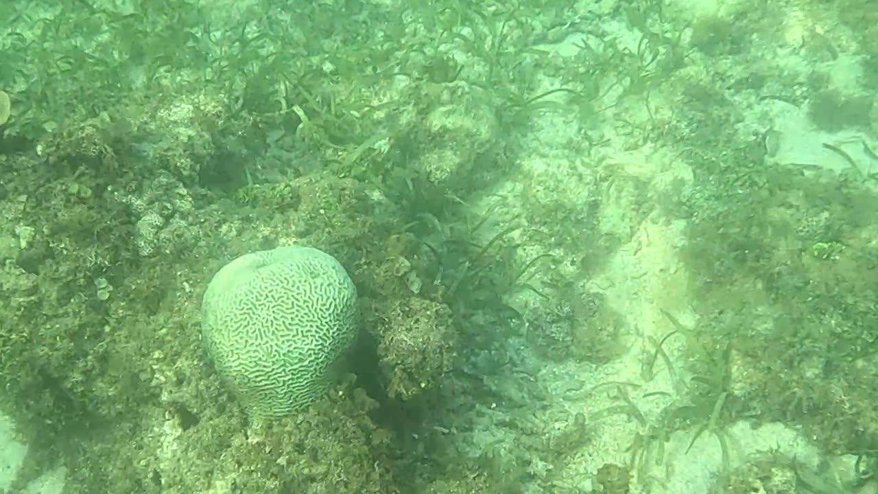 Snorkeling Adventure: Witnessing New Corals Bloom on the Reef