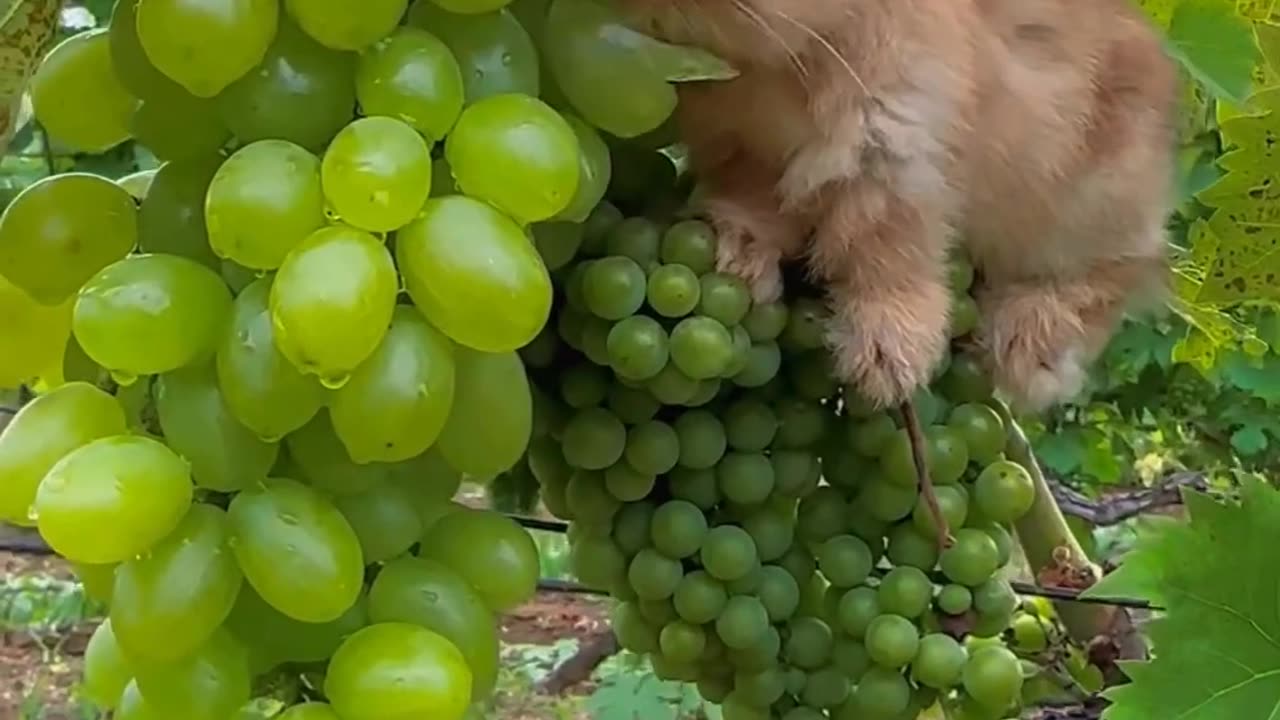 Bunny Test Grapes