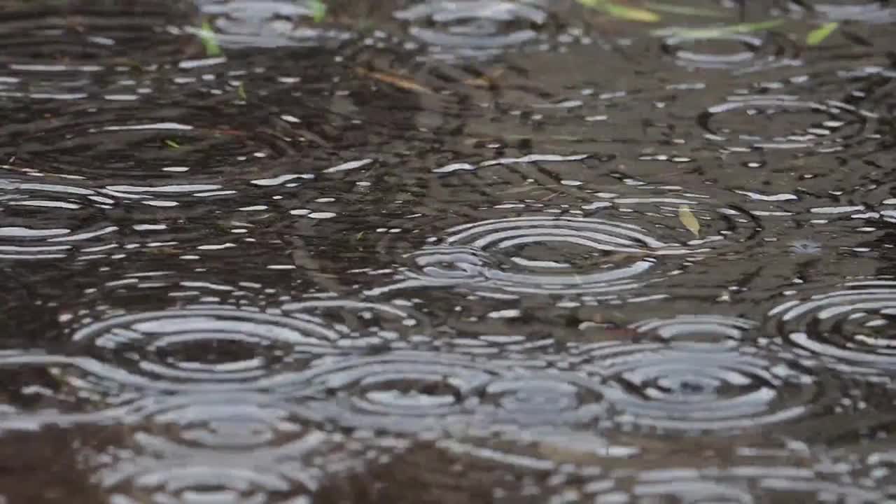 Morning Rain