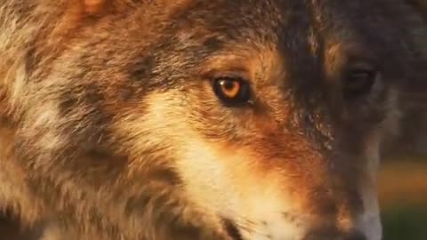 Wolves are the most well-developed two eyes in the world issued a faint fierce light