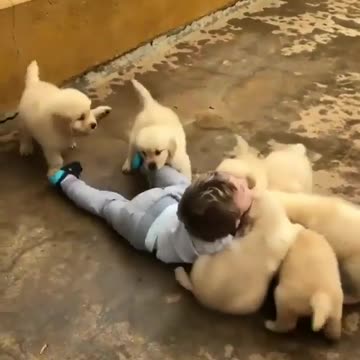 Various instances of pets being petted by residents No. 24