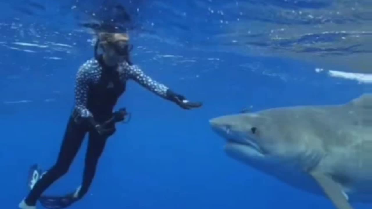 face to face with shark 🦈