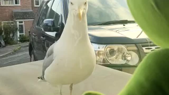 Matt being harassed by the local bird 😀