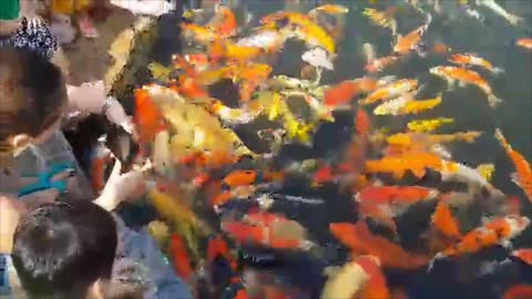 goldfish swim