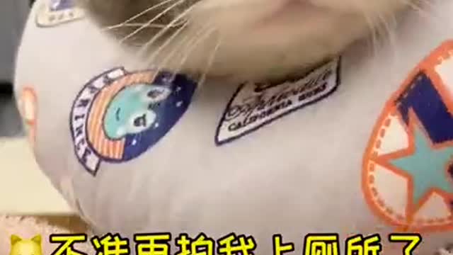 cute little cat so serious makes you laugh!