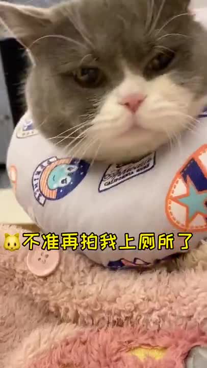 cute little cat so serious makes you laugh!