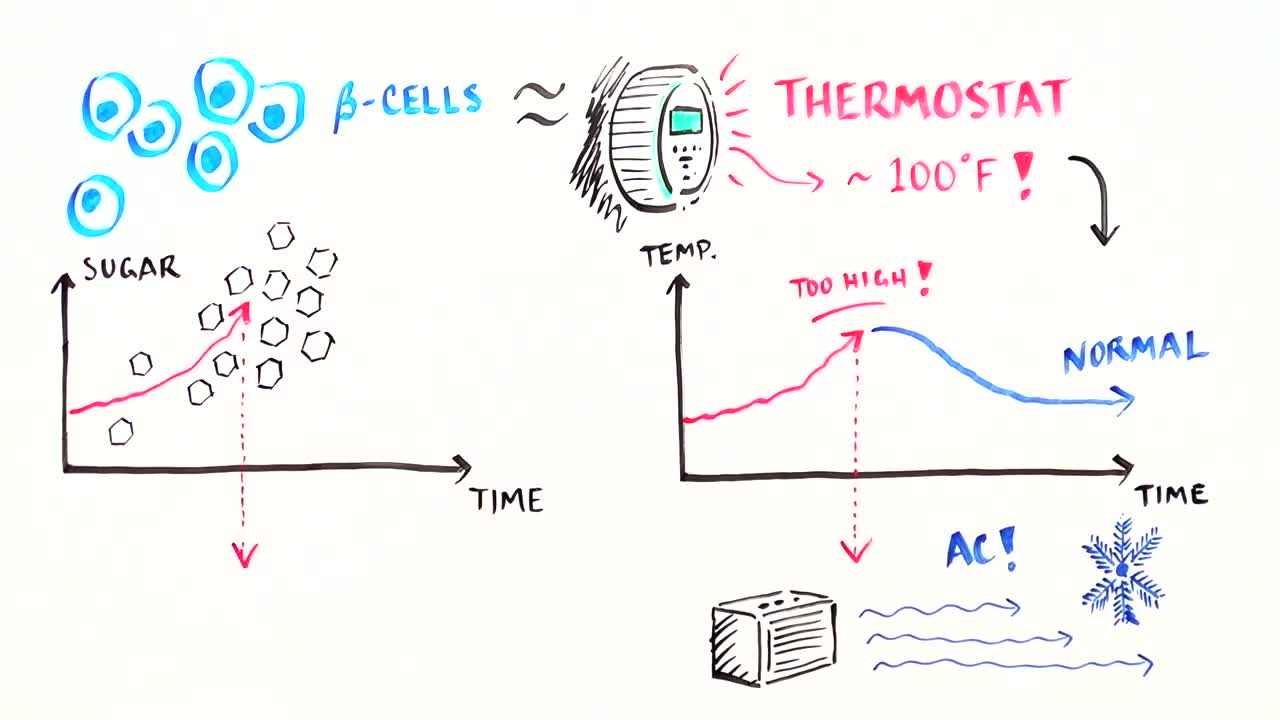 Engineering New Treatments For Diabetes (Discover The Odd Diabetes)