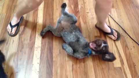 FUNNY PUPPY HAVING FUN