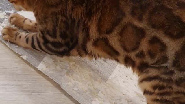 The leopard-patterned cat scratches the sheet.hh