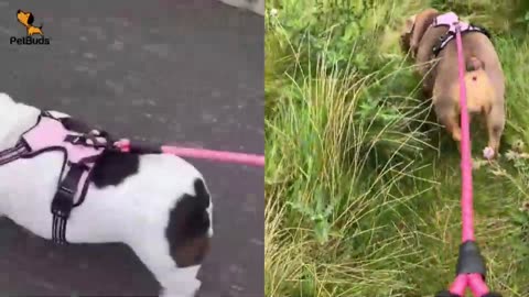 Why Choose a Heavy-Duty Dog Harness for Your Pet? 🐕‍🦺