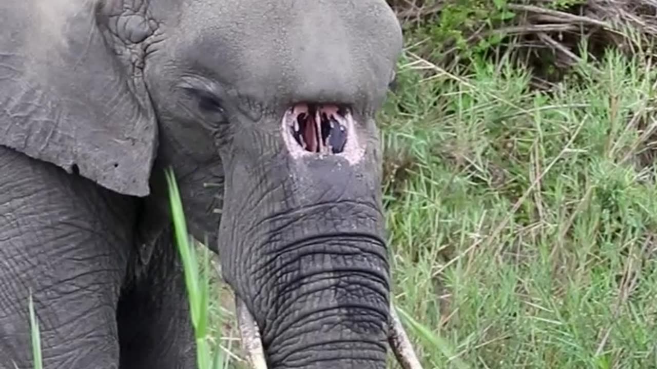 Elephant With A Birth Defect Lives Happily