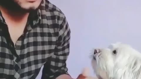 Watch how a man does with a dog by counting money