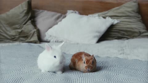 Rabbits couple