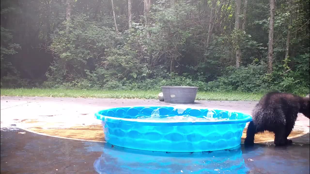 Adorable Baby Bear Has a Fun Time in our Pool