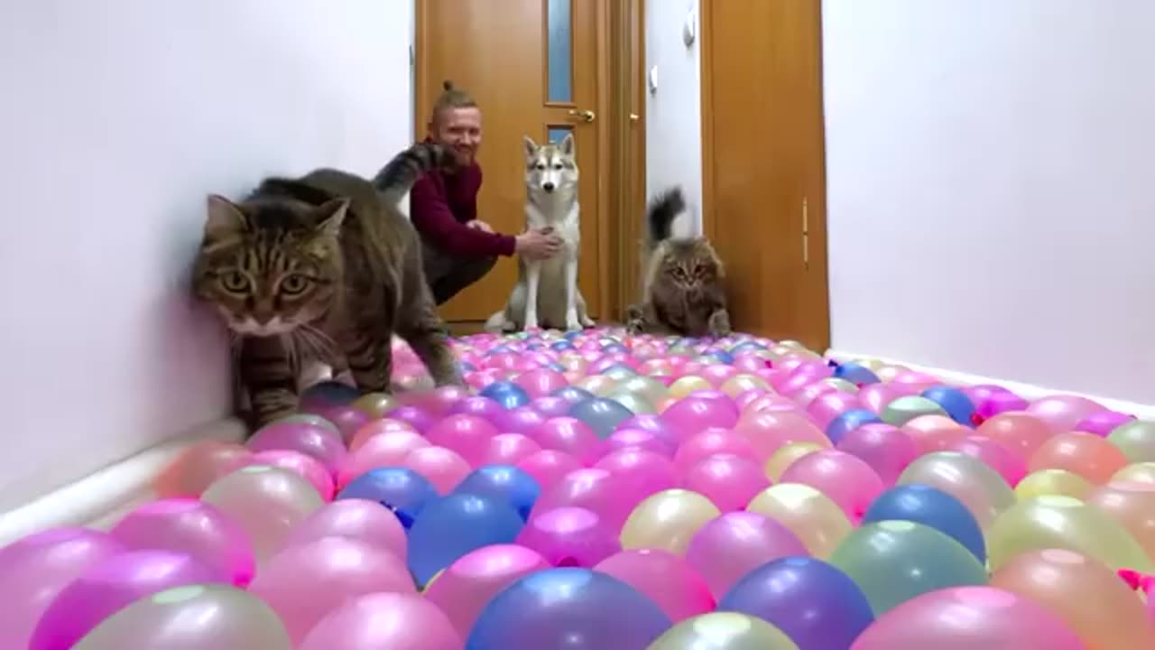 No One Will Pass Here! Dogs And Cats Against Water Balloons