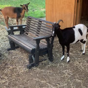 The GOATS are Calling Me 06.2021