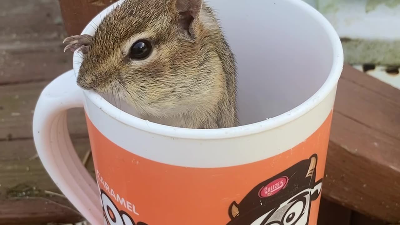 Chipmunk Cheeks Fill With Sunflower Seeds