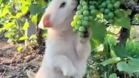 Dog eat grapes