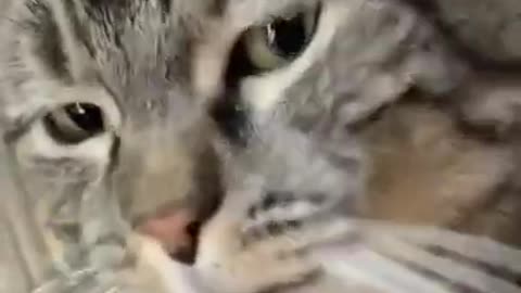 Cat video