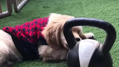 Puppy is more fitness conscious than you ever will be!