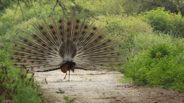 The peacock is a jungle