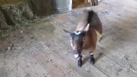 Funny Goats Screaming like Humans