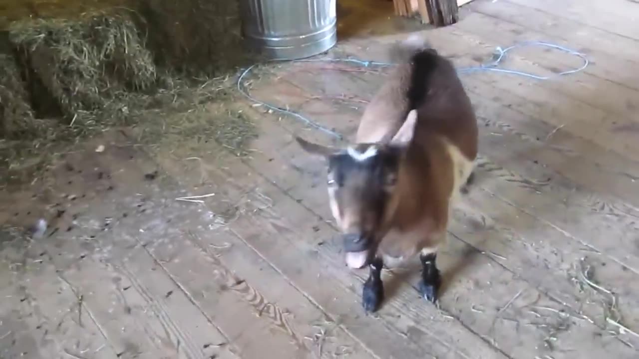 Funny Goats Screaming like Humans