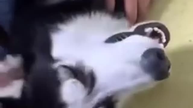 Acting of a siberian husky😂😂 | Funny video😂😂 #funnyvideos #dogvideos #husky #dog #entertainmentvideo