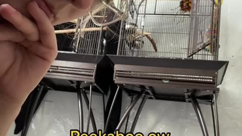 The Happy Parrot