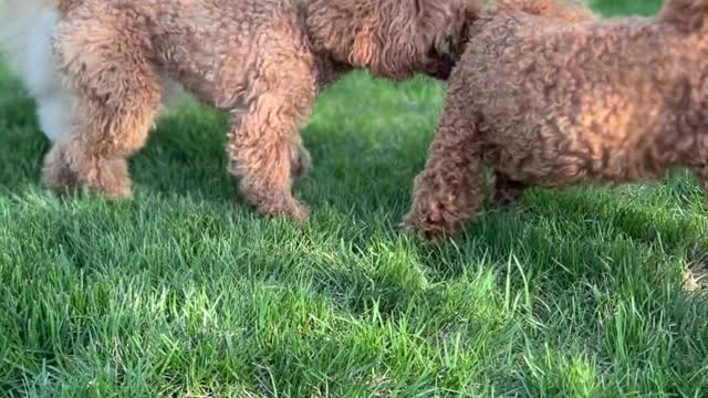 dogs-playing-on-grass