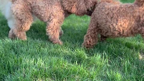 dogs-playing-on-grass