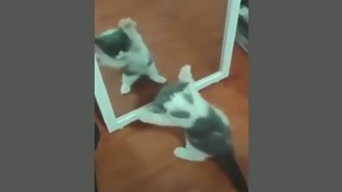 cat in front of mirror