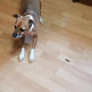 Depressed adopted dog only gets excited when going for a walk