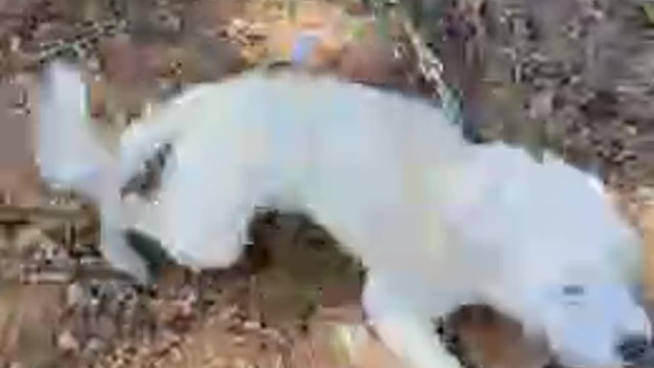 Toot shaming a Pooch
