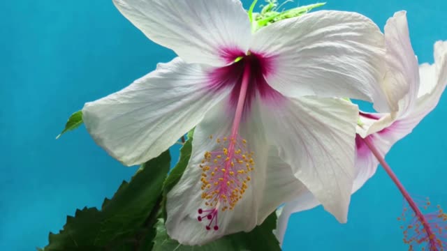 The Hibiscus flower blooming