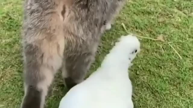 Hilarious Hen poke into Cat's ass🤣