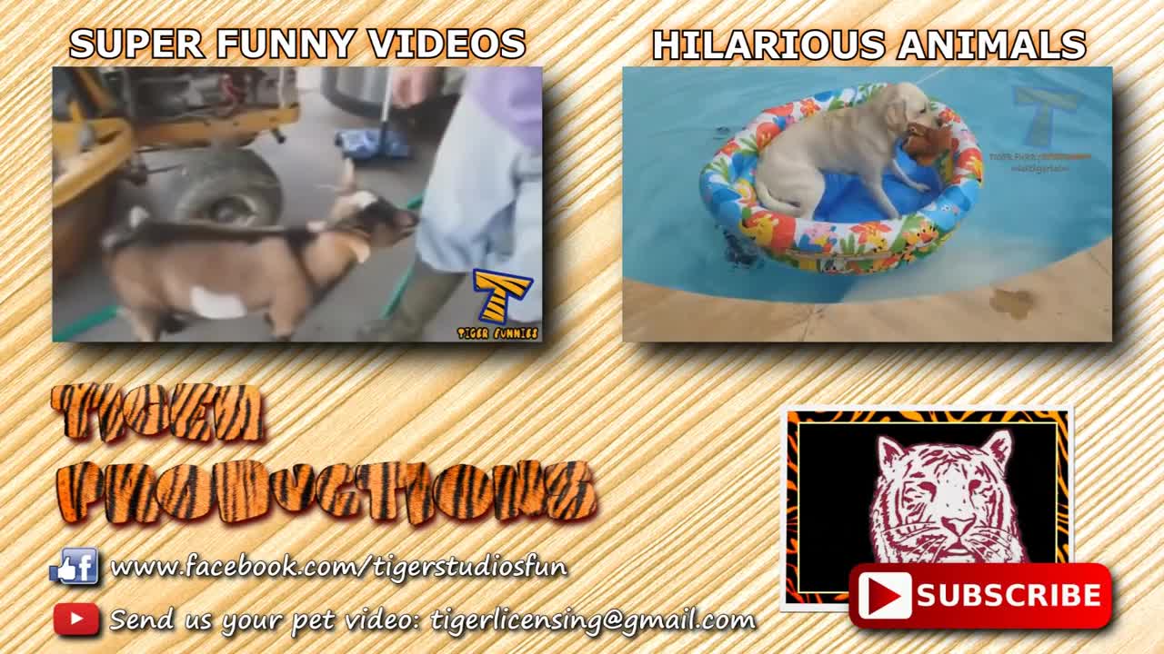 fun time papa