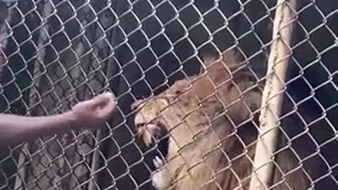 Zoo attendant attacked by a lion