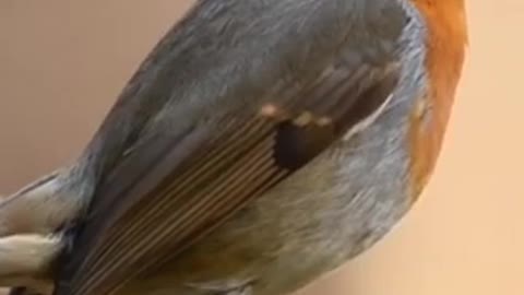 Bird eating video