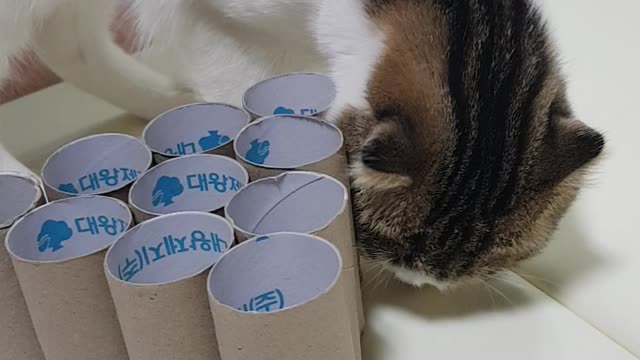 A baby cat playing with a toy made of tissue paper.