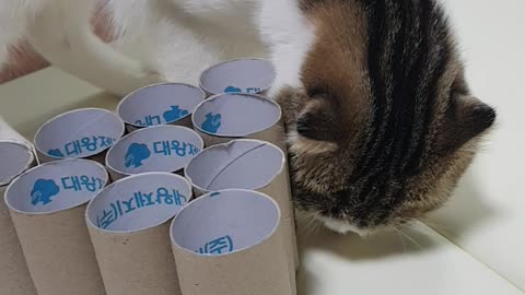 A baby cat playing with a toy made of tissue paper.