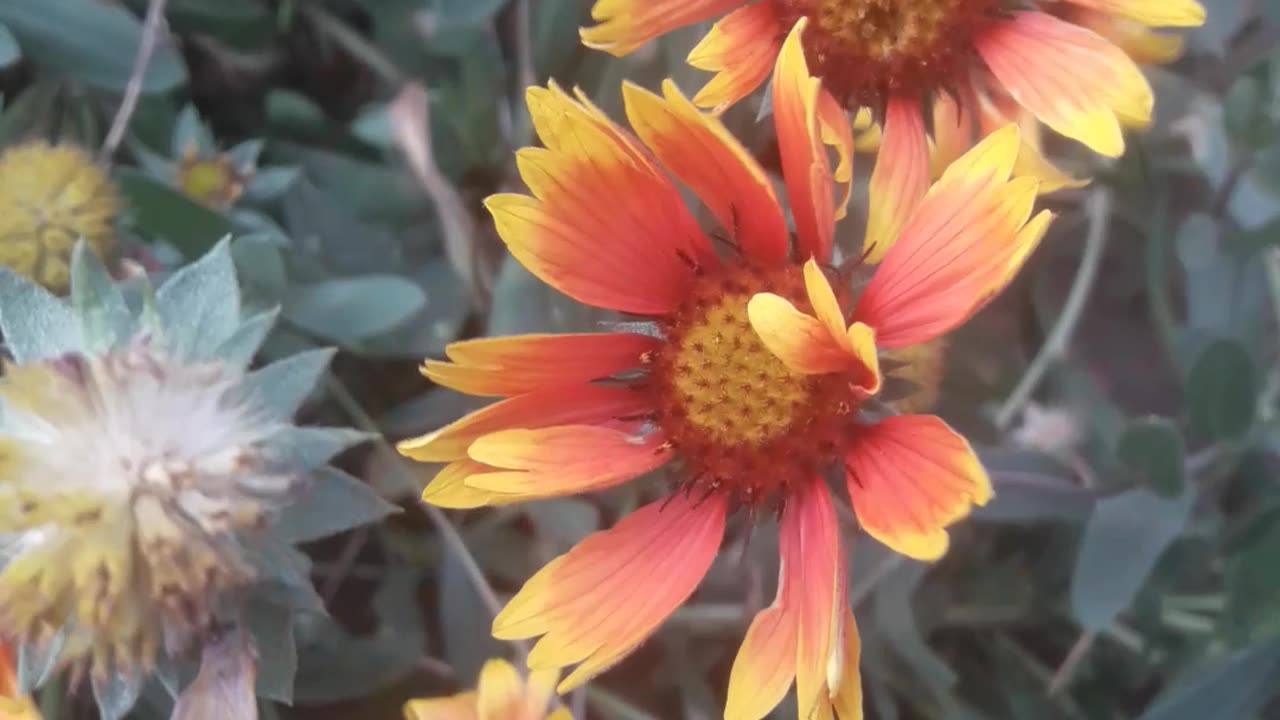 Summer flower and autumn wind