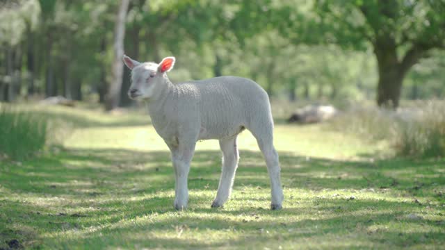 Watch this cute little lamb. High accuracy